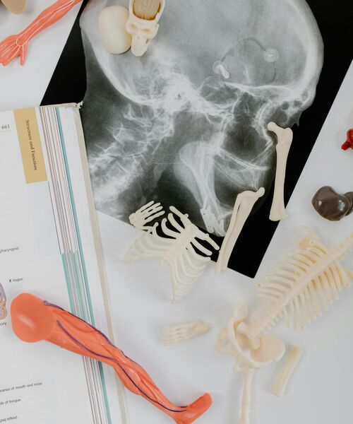 Auf einem Tisch liegen anatomische Modelle von Knochen und Organen, daneben ein aufgeschlagenes Lehrbuch und ein Röntgenbild eines Schädels.