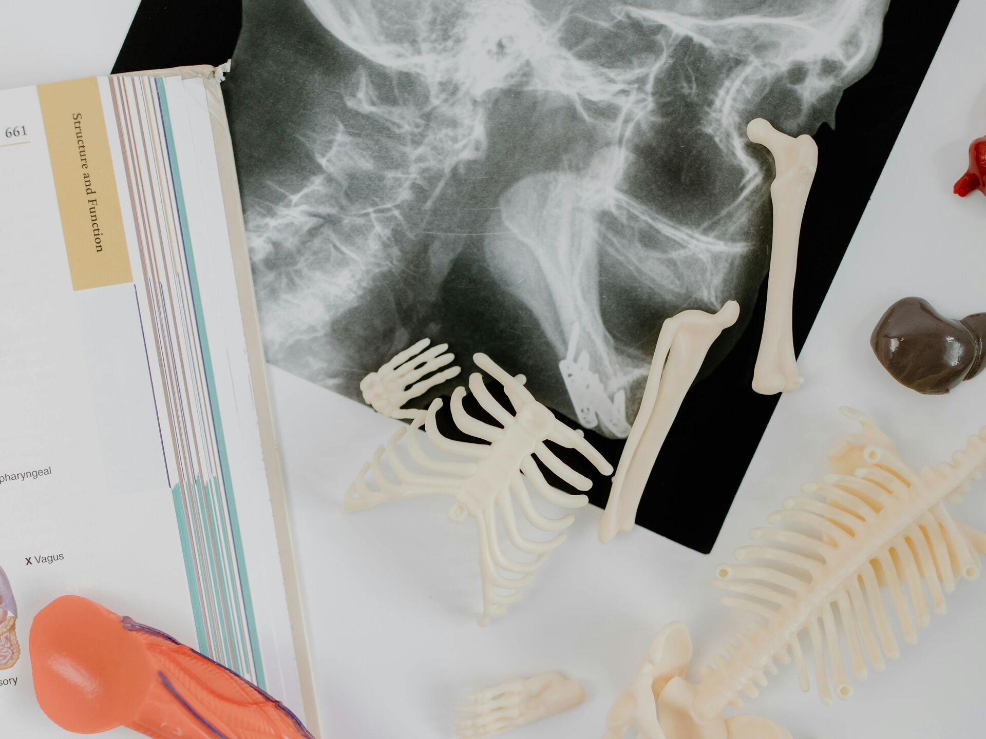 Auf einem Tisch liegen anatomische Modelle von Knochen und Organen, daneben ein aufgeschlagenes Lehrbuch und ein Röntgenbild eines Schädels.